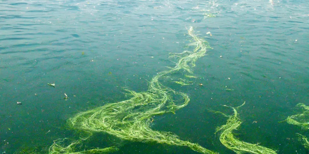 This image is cropped from one generated by Midjourney from "The Leibniz Institute of Freshwater Ecology and Inland Fisheries says that a large overgrowth of toxic Prymnesium parvum algae linked to industrial pollution was likely the cause of the mass mortality event of fish in the Oder river."